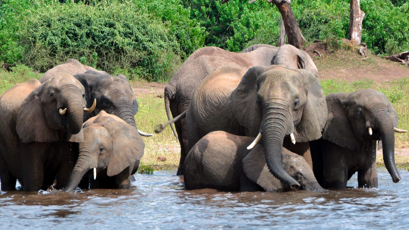 Elefanten trinken Wasser im Chobe-Nationalpark: Nähere Details zu den Regeln für die legale Elefantenjagd sind derzeit noch nicht bekannt.