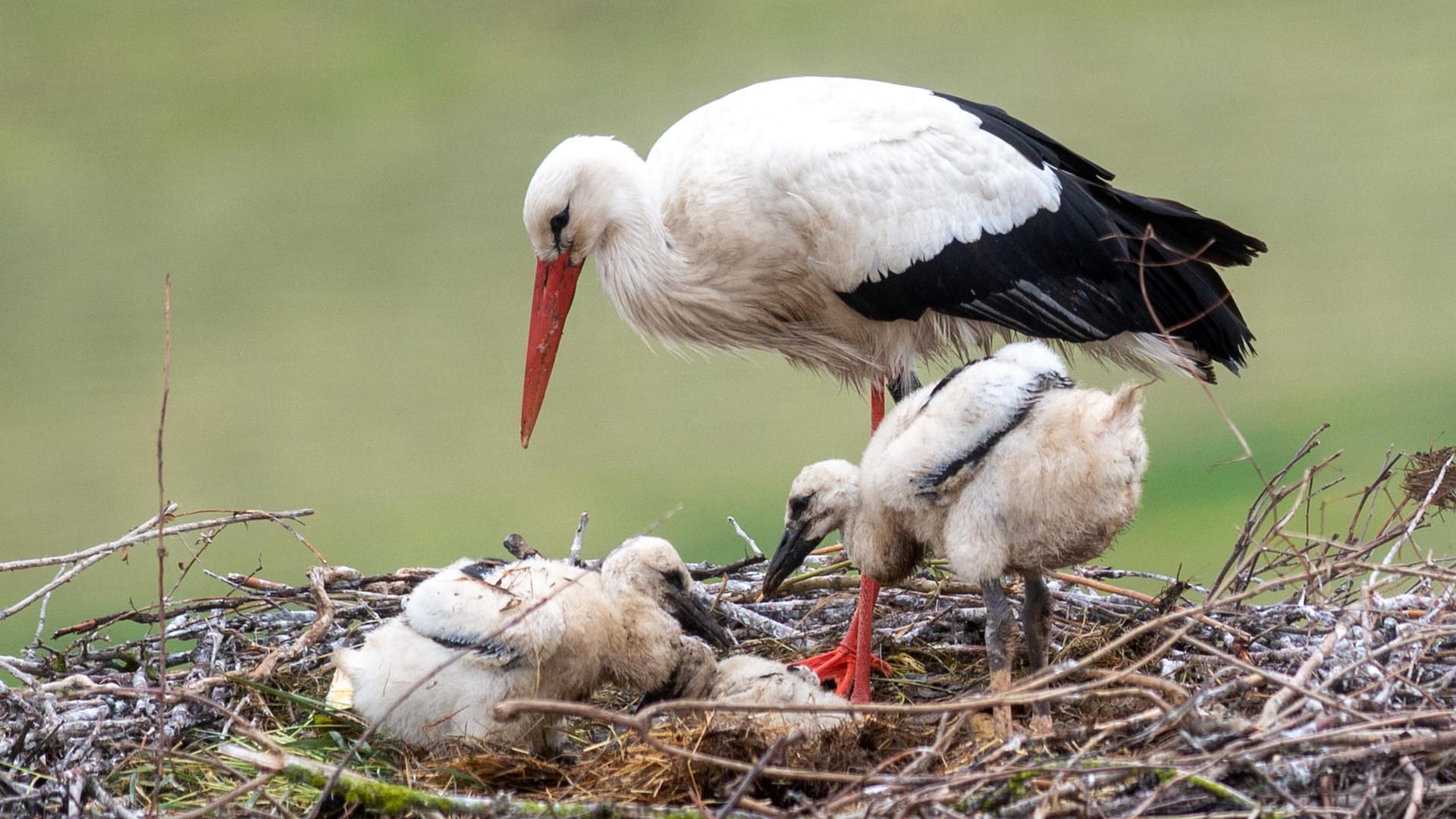 Ein Weißstorch steht in seinem Nest neben seinen Küken: Für die Jungtiere sind starke Niederschläge sehr gefährlich.