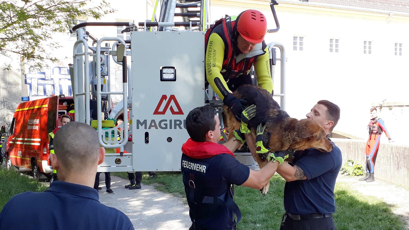 Feuerwehr rettet Hund aus Isar: Das freilaufende Tier war in den Fluss gesprungen, wie die Einsatzkräfte berichteten.