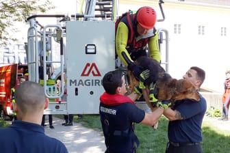 Feuerwehr rettet Hund aus Isar: Das freilaufende Tier war in den Fluss gesprungen, wie die Einsatzkräfte berichteten.