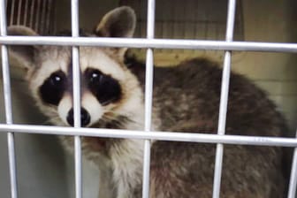 Der verirrte Waschbär: Das Tier erschreckte am frühen Abend einige Raucher in einem Hinterhof in Düsseldorf.