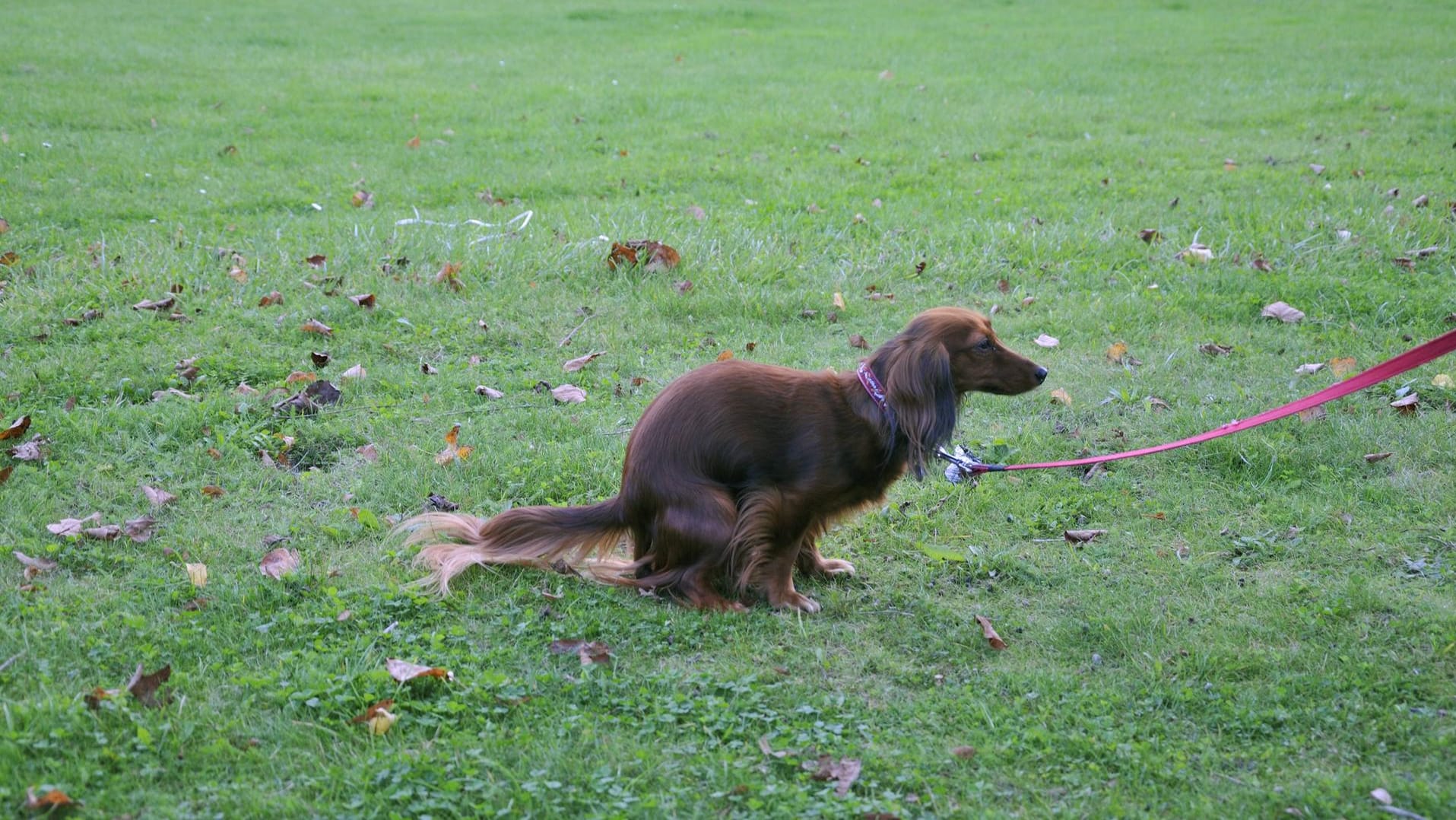 Hund beim Geschäft (Symbolbild): Eine Frau hat in Thüringen einen Mann mit Hundekot angegriffen.