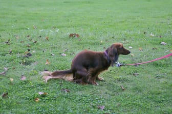 Hund beim Geschäft (Symbolbild): Eine Frau hat in Thüringen einen Mann mit Hundekot angegriffen.