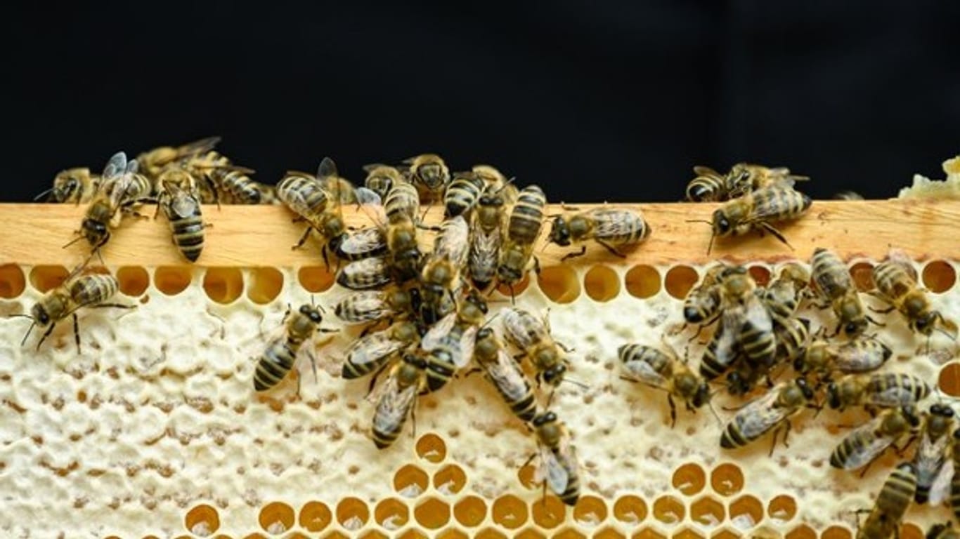 Bienen krabbeln auf einem Wabenrahmen (Symbolbild): Im größeren Stil haben Diebe in Brandenburg ganze Bienenvölker samt Honig gestohlen.