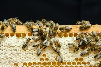 Bienen krabbeln auf einem Wabenrahmen (Symbolbild): Im größeren Stil haben Diebe in Brandenburg ganze Bienenvölker samt Honig gestohlen.