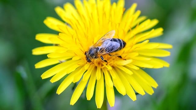 Eine Wildbiene sitzt auf einem Löwenzahn.