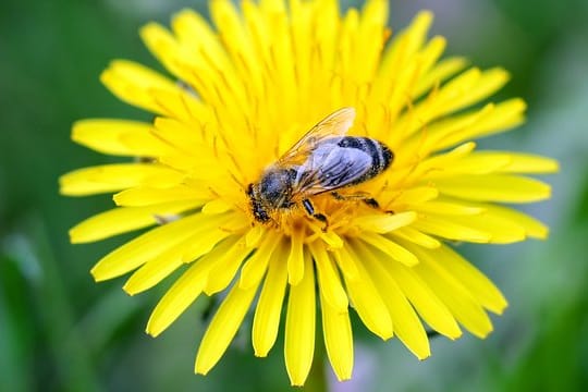 Eine Wildbiene sitzt auf einem Löwenzahn.