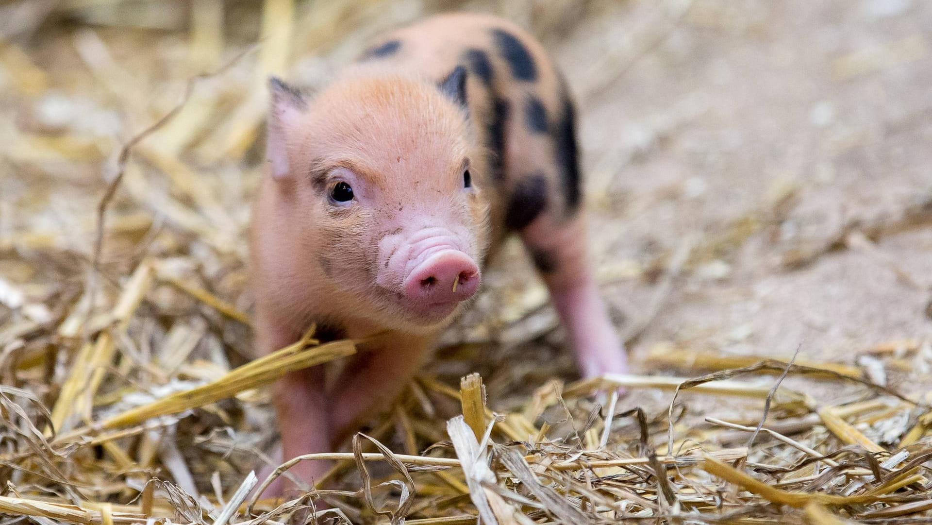 Ein Ferkel: Auf der Fahrt fiel ein Tier vom Transporter. (Symbolbild)