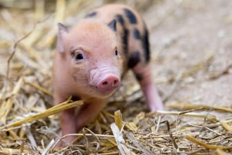 Ein Ferkel: Auf der Fahrt fiel ein Tier vom Transporter. (Symbolbild)