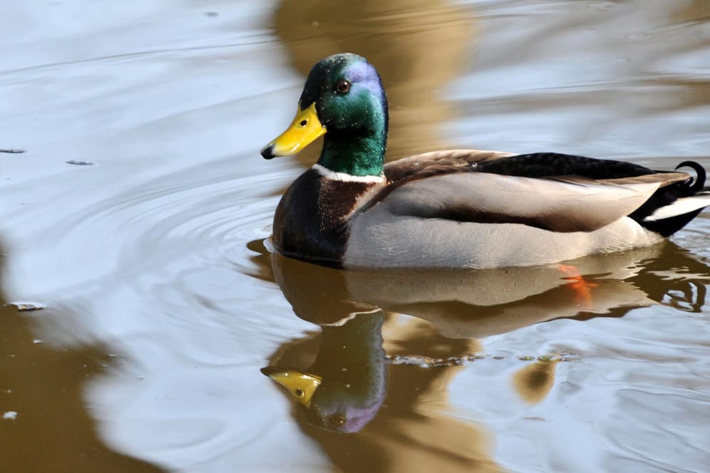 Ente im Park: Die Tiere sollten nicht mit Brot gefüttert werden.