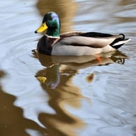 Ente im Park: Die Tiere sollten nicht mit Brot gefüttert werden.