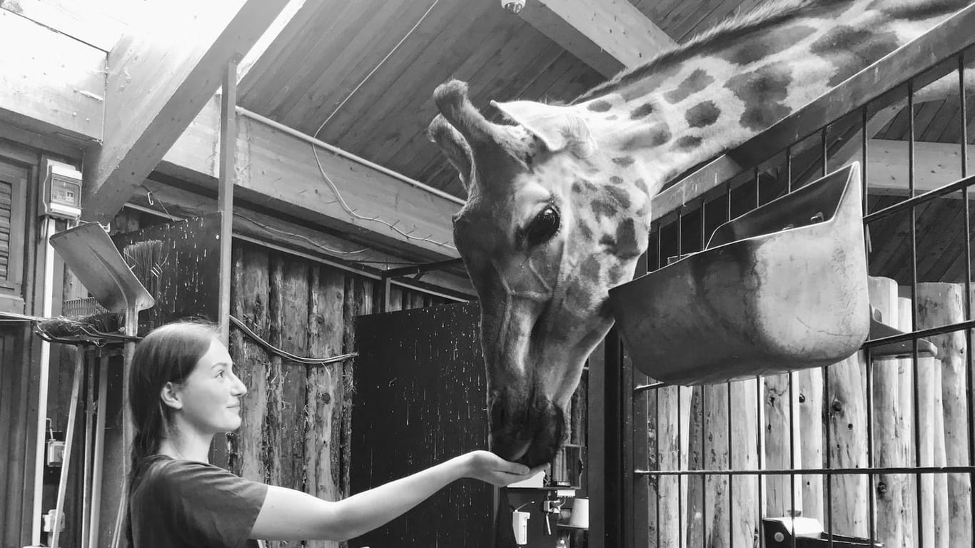 Giraffe Femke mit einer Pflegerin in Magdeburger Zoo: Kurz nach der Totgeburt ihres Jungen starb auch Femke.