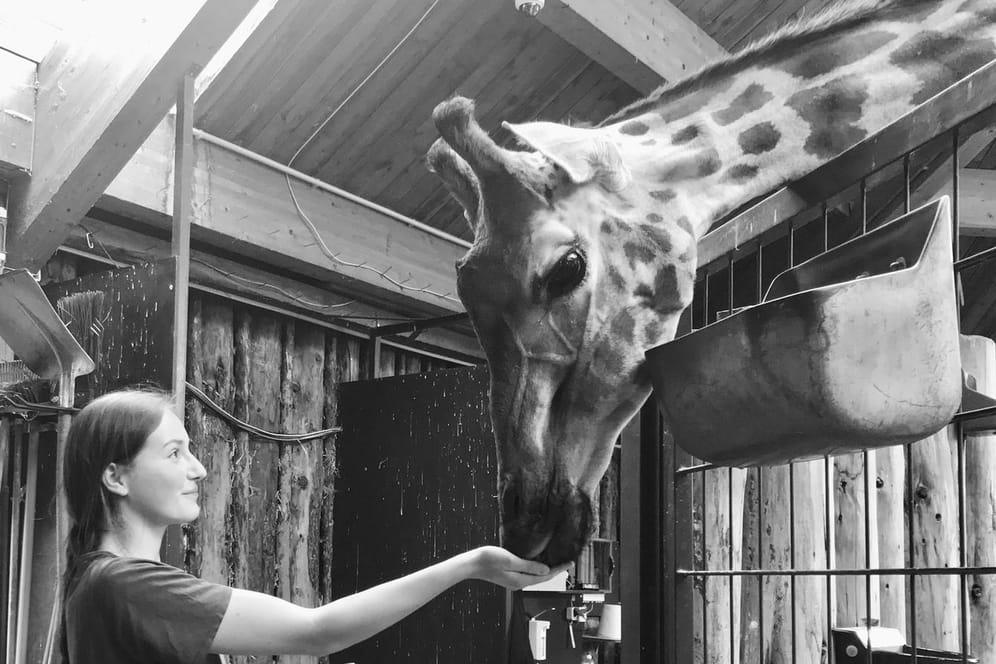 Giraffe Femke mit einer Pflegerin in Magdeburger Zoo: Kurz nach der Totgeburt ihres Jungen starb auch Femke.