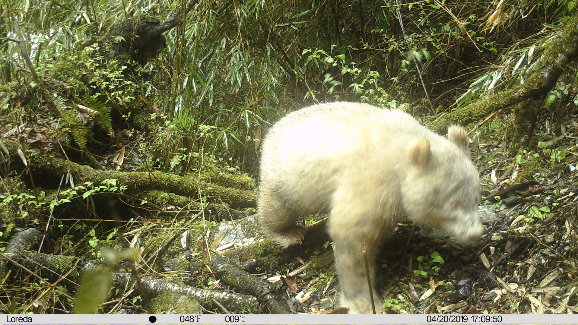 Albino-Panda: Das Tier hat anders als seine Artgenossen keine schwarzen Flecken auf dem Körper.