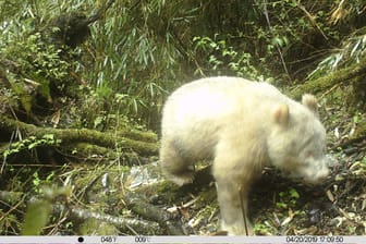 Albino-Panda: Das Tier hat anders als seine Artgenossen keine schwarzen Flecken auf dem Körper.