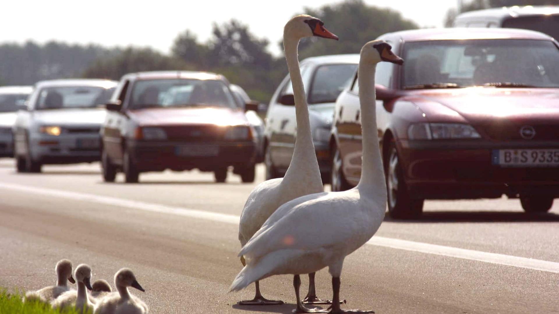 Eine Schwanfamilie auf der Autobahn: In Thüringen musste die Autobahnpolizei anrücken, um die Tiere sicher über die Straße zu bringen. (Archivbild)