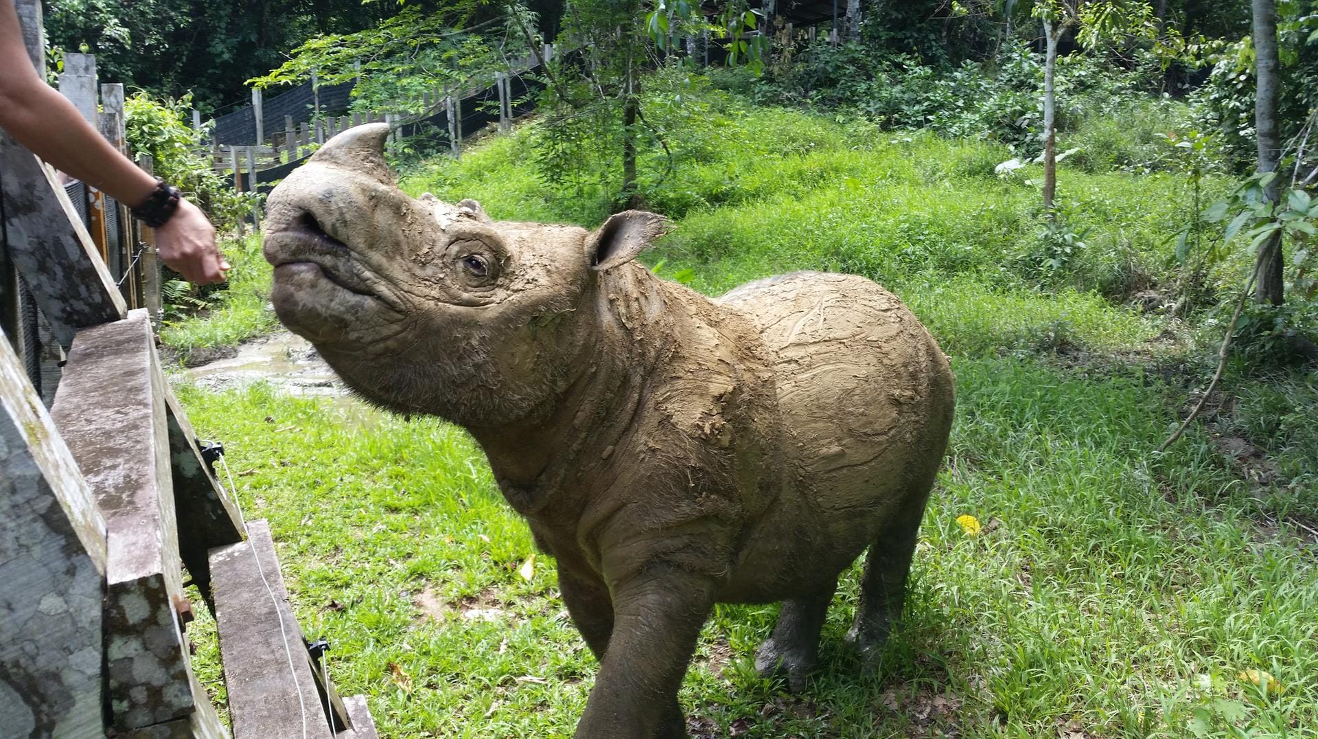 Sumatra-Nashorn Tam: Das Tier war das letzte männliche Exemplar seiner Art auf Borneo.