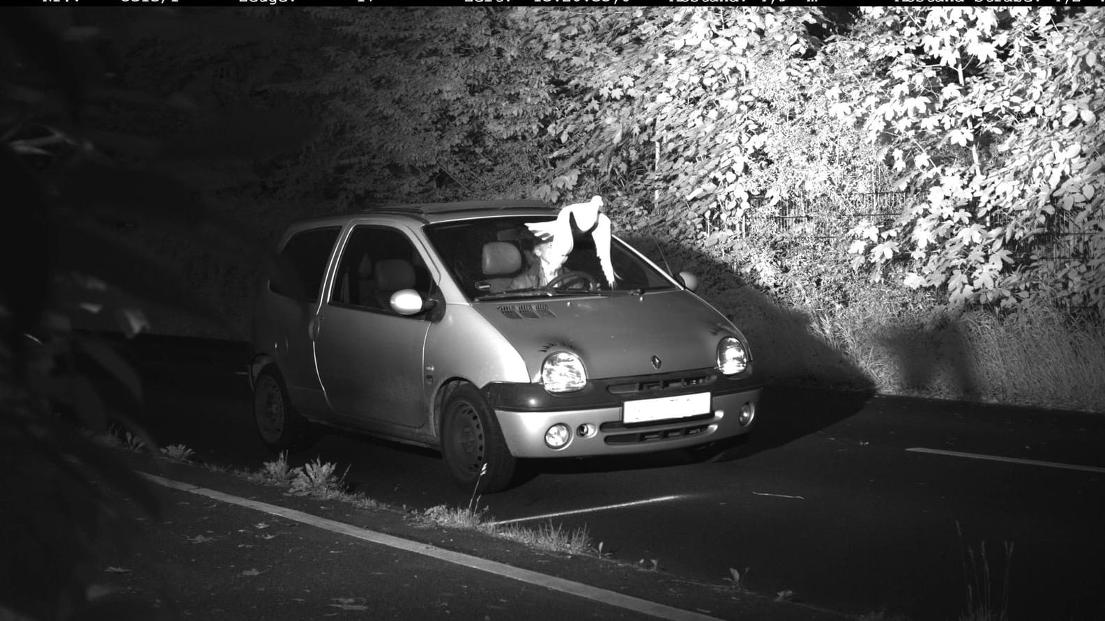 Das Blitzerfoto mit dem Raser und der Taube: Der Fahrer war mit 24 Stundenkilometern zu viel unterwegs.