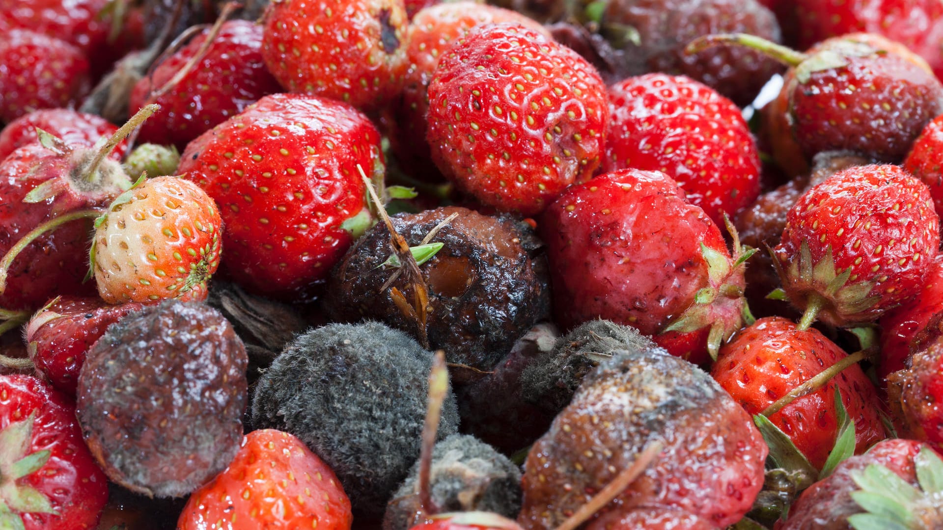 Faulende Erdbeeren: Wie schnell können sich die Schimmelsporen bei den roten Früchten ausbreiten?