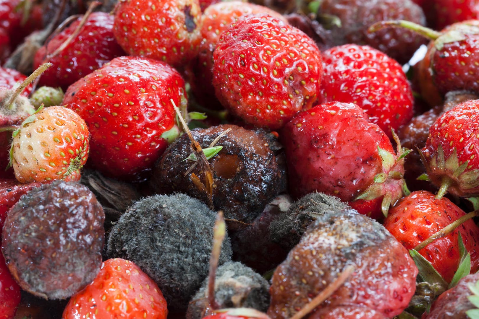 Faulende Erdbeeren: Wie schnell können sich die Schimmelsporen bei den roten Früchten ausbreiten?