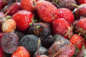 Faulende Erdbeeren: Wie schnell können sich die Schimmelsporen bei den roten Früchten ausbreiten?