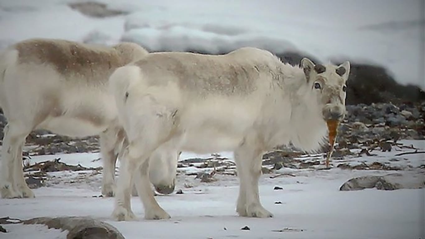 Spitzbergen-Rentiere beim Fressen von Tang.