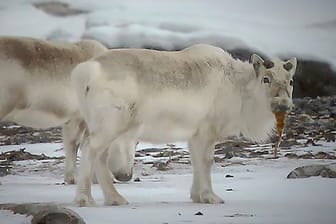 Spitzbergen-Rentiere beim Fressen von Tang.