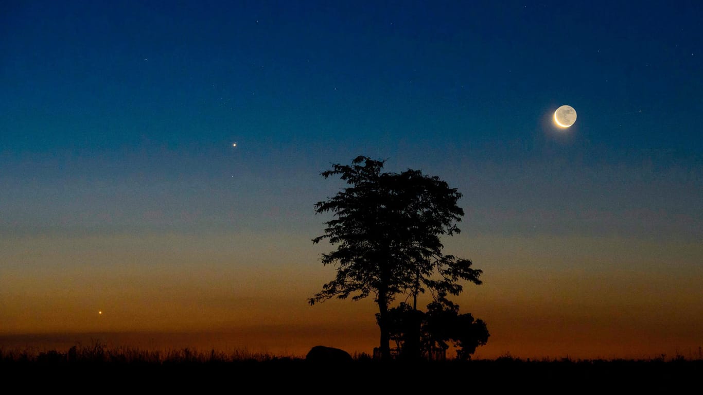Sternenhimmel: Jupiter (M), Venus (l) und der Mond stehen am frühen Morgen am Himmel und sind hinter der dunklen Silhouette eines Baumes zu sehen.