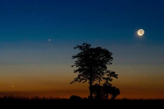 Sternenhimmel: Jupiter (M), Venus (l) und der Mond stehen am frühen Morgen am Himmel und sind hinter der dunklen Silhouette eines Baumes zu sehen.