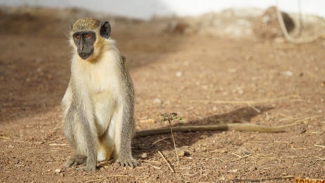 Westliche Grünmeerkatzen stufen Drohnen in der Luft als potenzielle Gefahr ein. Westliche Grünmeerkatzen stufen Drohnen in der Luft als potenzielle Gefahr ein.