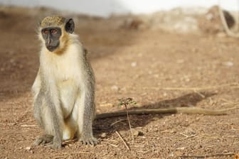 Westliche Grünmeerkatzen stufen Drohnen in der Luft als potenzielle Gefahr ein.