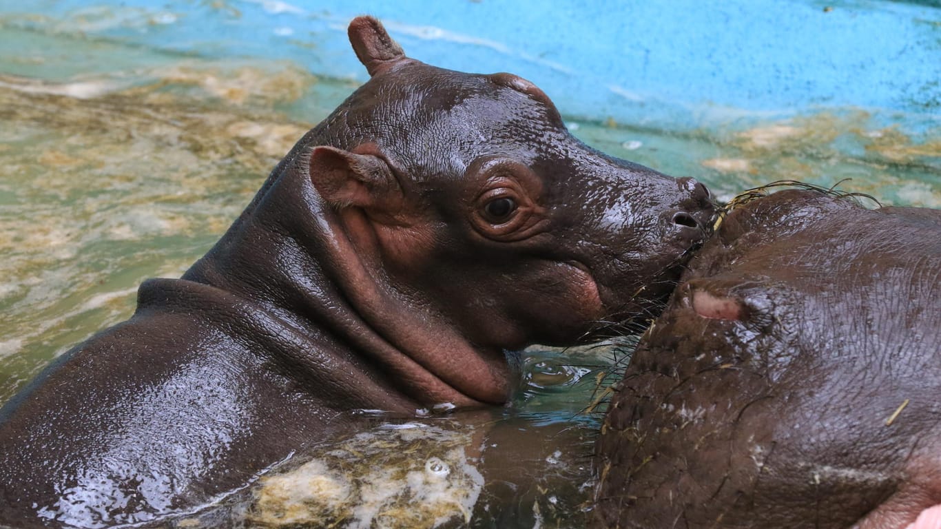 Ein Baby-Flusspferd steht neben seiner Mutter im Wasser: Es ist die erste Flusspferdgeburt im Kölner Zoo seit Eröffnung des Hippodoms im Jahr 2010.