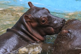 Ein Baby-Flusspferd steht neben seiner Mutter im Wasser: Es ist die erste Flusspferdgeburt im Kölner Zoo seit Eröffnung des Hippodoms im Jahr 2010.