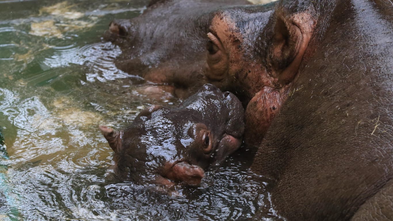 Das Geschlecht des Baby-Flusspferdes ist sehr wahrscheinlich männlich. Ein Name wurde noch nicht vergeben.