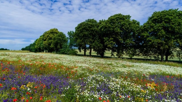 Wiesen und Wälder voller schöner Blumen: Ein paar wenige darf man für den Eigengebrauch in der Regel mitnehmen.