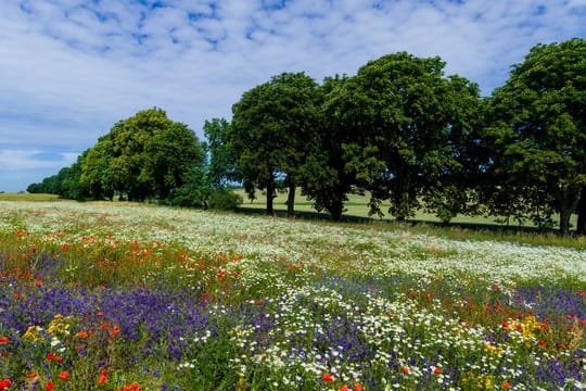 Wiesen und Wälder voller schöner Blumen: Ein paar wenige darf man für den Eigengebrauch in der Regel mitnehmen.