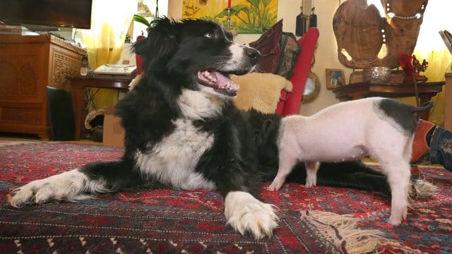 Hündin Molly säugt das knapp sechs Wochen alte Ferkel Rosa.