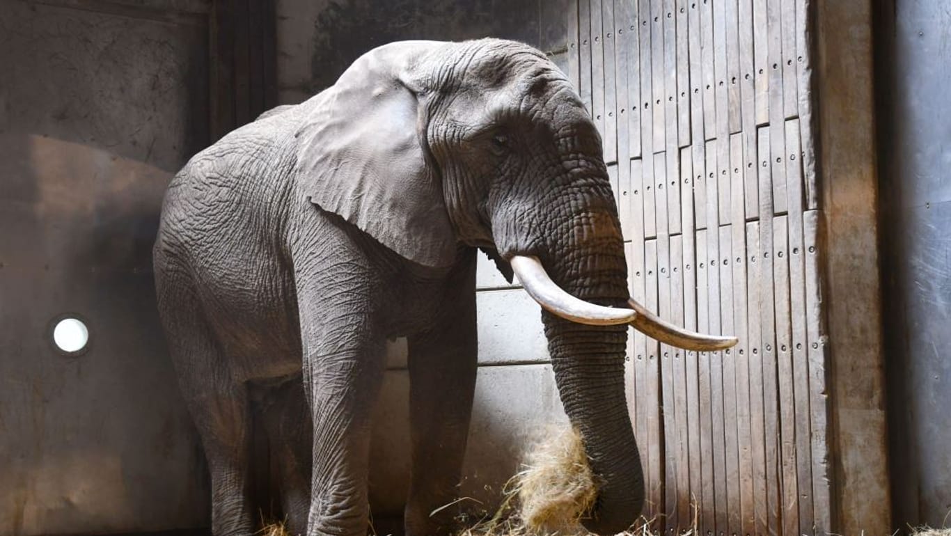 Elefantenbulle "Tooth" ist wohlbehalten in seiner neuen Heimat im Wuppertaler Zoo angekommen.