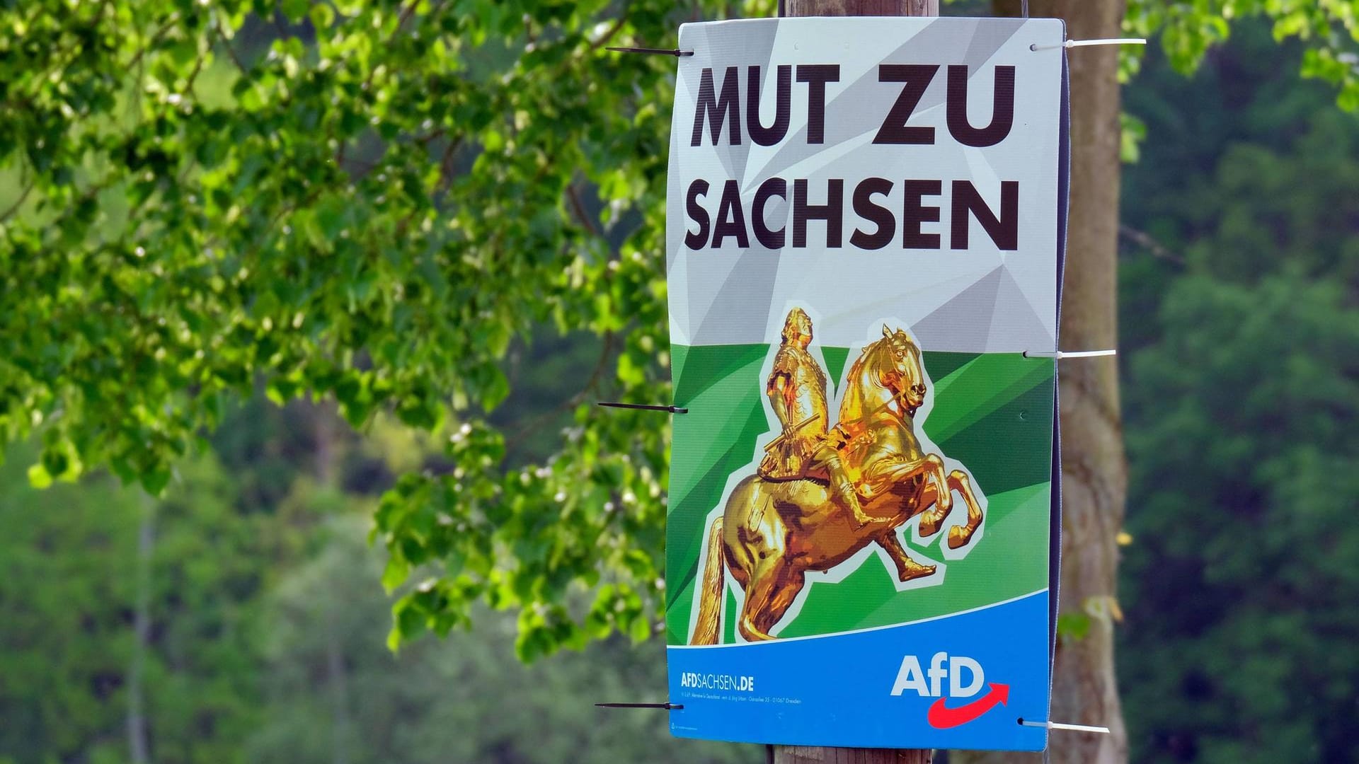 AfD-Plakat in Sachsen: Die Partei hat in drei Ost-Bundesländern zu wenige Kandidaten, um ihre gewonnenen Kommunalwahl-Mandate zu besetzen.