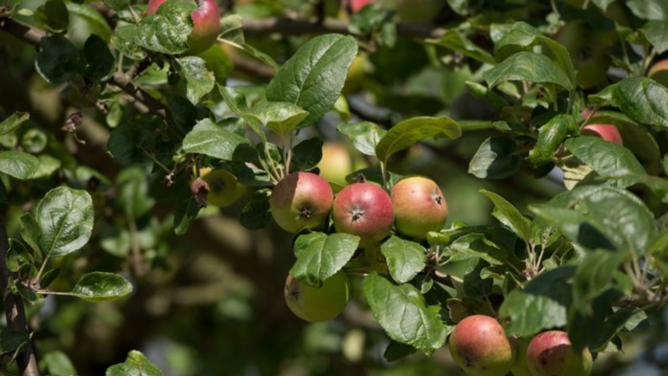 Ein Apfelbaum kann nicht alle befruchteten Früchte ausreifen lassen, daher wirft er mit der Zeit viele wieder ab.