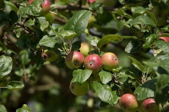 Ein Apfelbaum kann nicht alle befruchteten Früchte ausreifen lassen, daher wirft er mit der Zeit viele wieder ab.