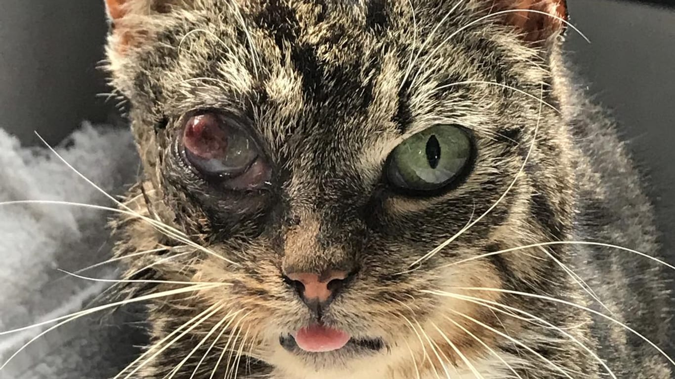 Die schwer verletzte Katze: Der Stock steckte offenbar mehrere Tage in ihrem Auge.