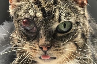 Die schwer verletzte Katze: Der Stock steckte offenbar mehrere Tage in ihrem Auge.