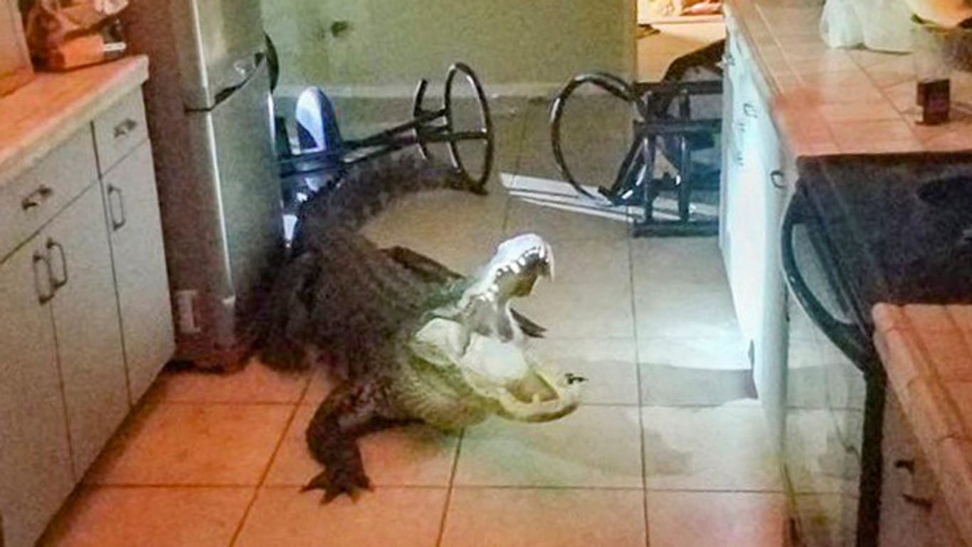 Der Alligator in einem Haus in Clearwater, Florida: Die Bewohnerin des Hauses hatte die Polizei gerufen.