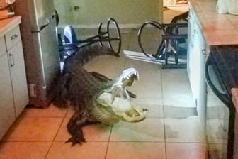 Der Alligator in einem Haus in Clearwater, Florida: Die Bewohnerin des Hauses hatte die Polizei gerufen.