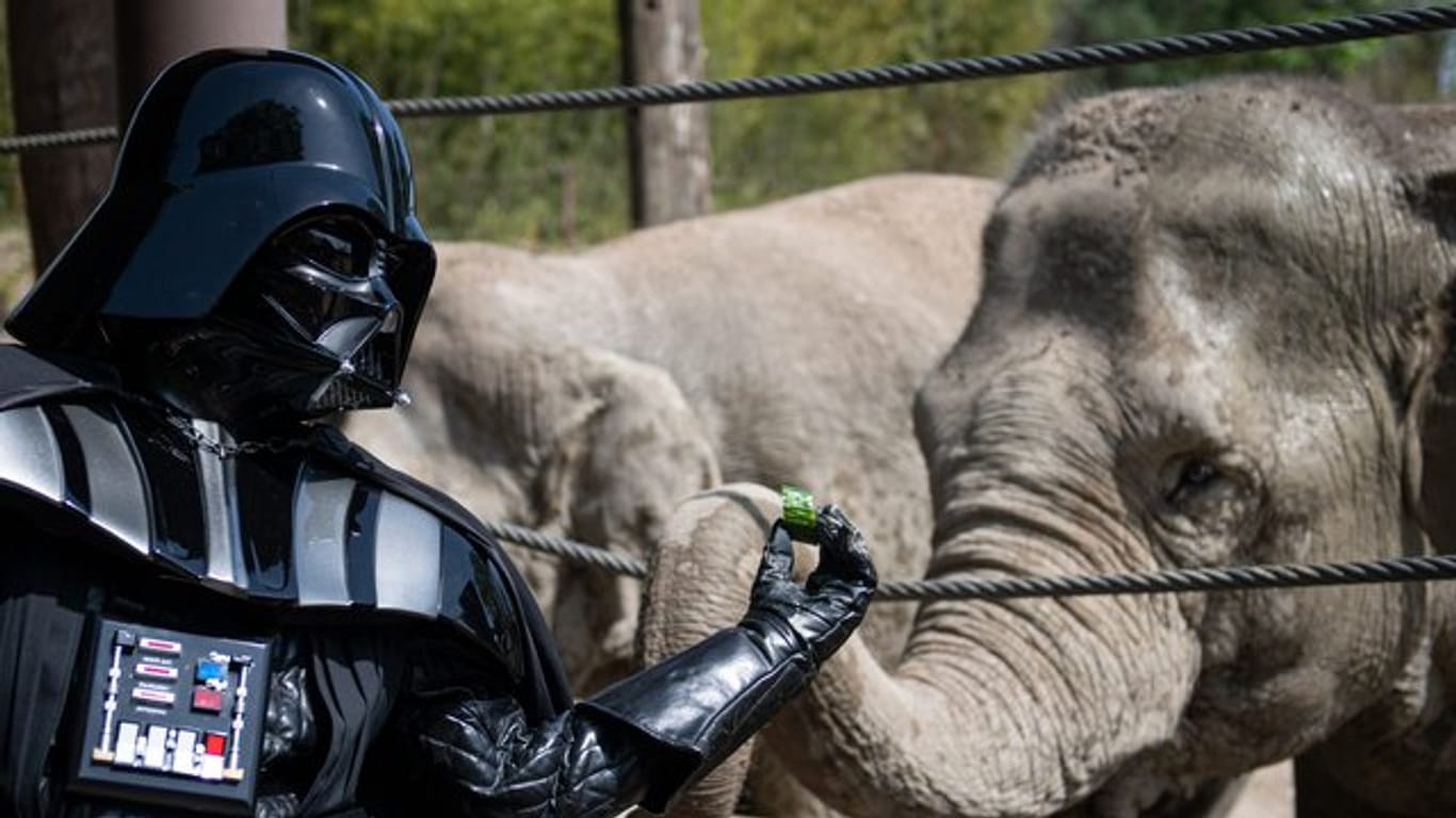 "Darth Vader" Uwe füttert im Allwetterzoo Elefant "Kanaudi"