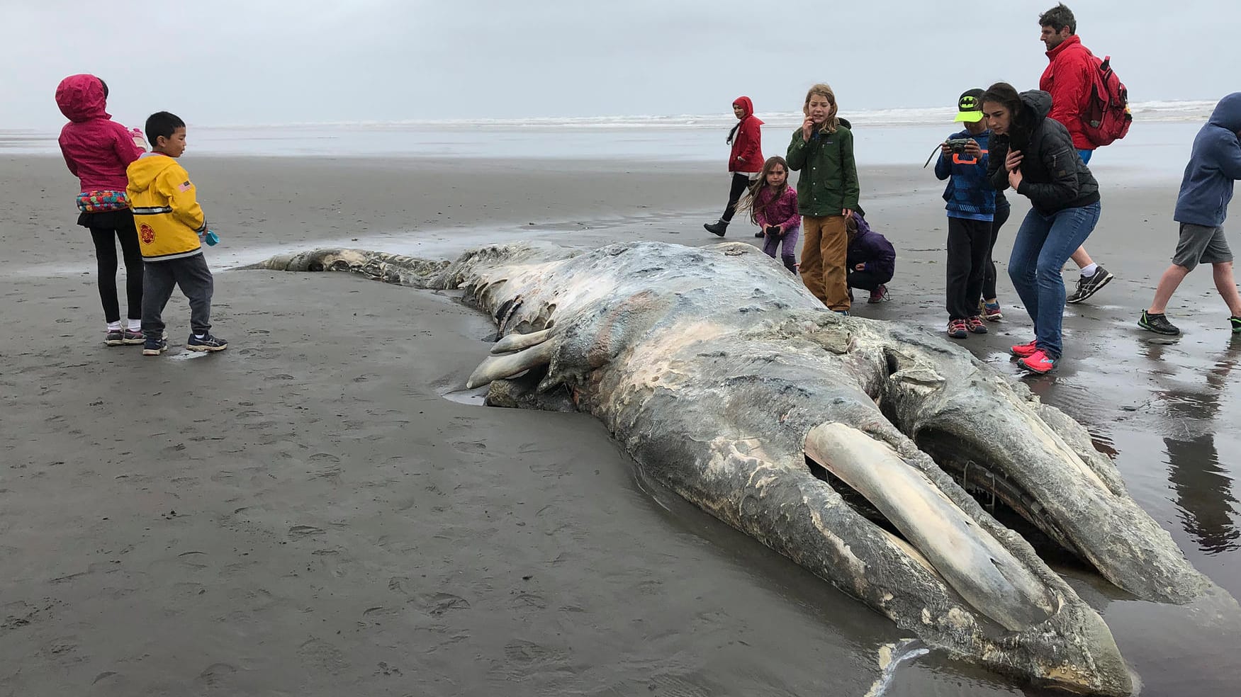 Toter Grauwal im Olympic National Park bei Seattle: Seit Jahresbeginn wurden etwa 70 Tiere an der US-Westküste angespült.