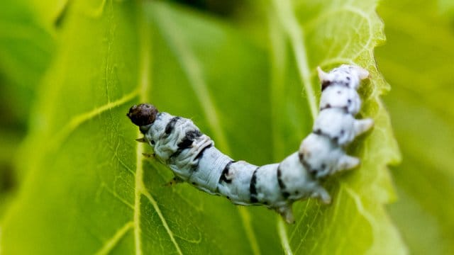 Exot kehrt in Schulgarten zurück