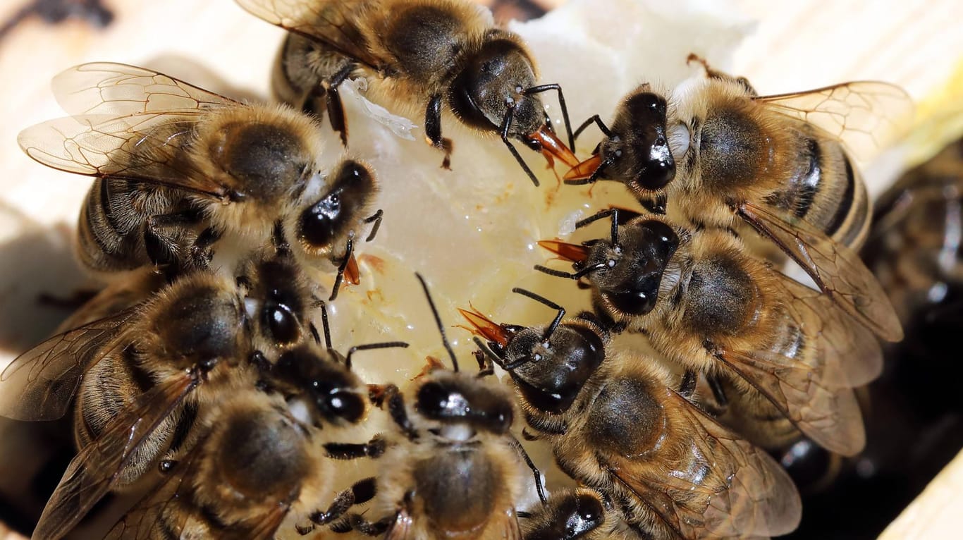 Bienen saugen Honig