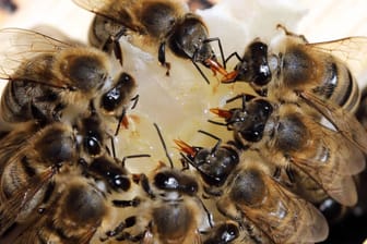 Bienen saugen Honig